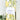Daffodil Darling Tea Towel - The Nines